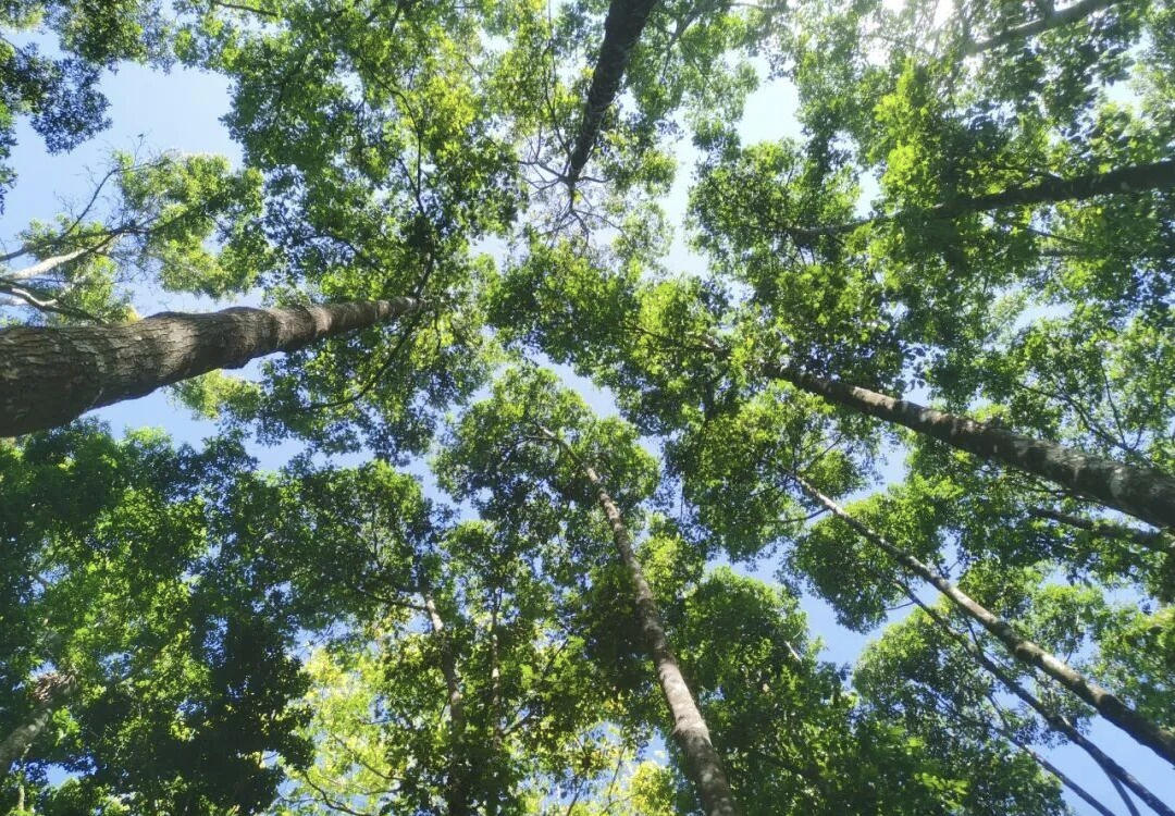 海南熱帶雨林國(guó)家公園：生態(tài)惠民繪就綠色發(fā)展新圖景
