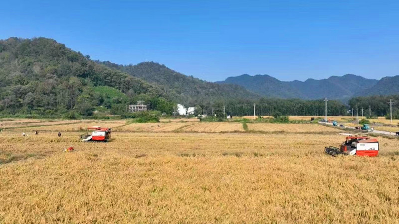 皖黟縣：全鏈條發(fā)力推進秋收工作
