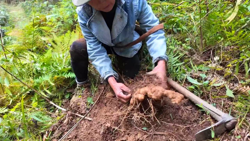 顧家增收「兩不誤 」 皖黟縣洪星林下黃精喜豐收