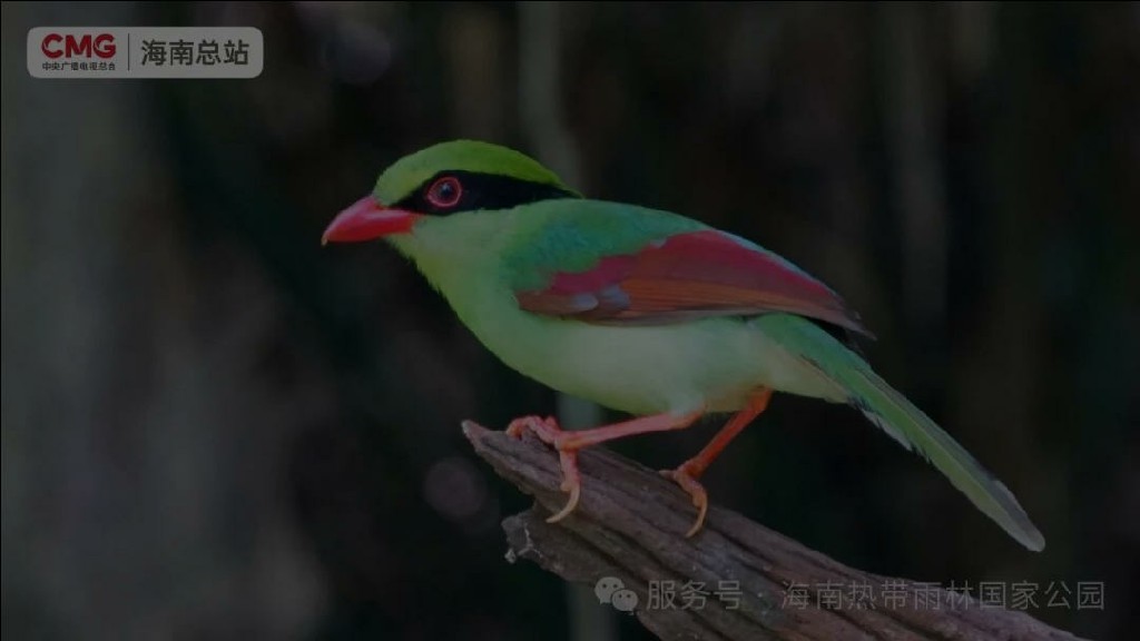 太萌了！海南熱帶雨林國家公園黃胸綠鵲雨林洗澡狂甩水花超歡樂