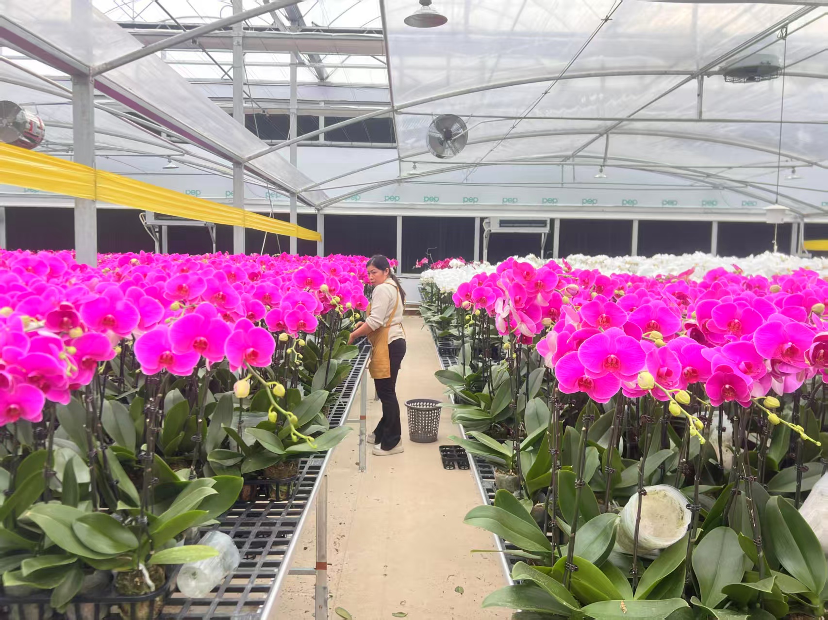 活力中國調(diào)研行 硯山智卉園藝：蝴蝶蘭產(chǎn)業(yè)引領(lǐng)鄉(xiāng)村振興新路徑