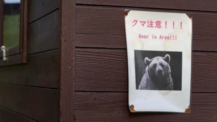 一天五人遭熊襲 日本紅葉季旅遊業(yè)受創(chuàng)