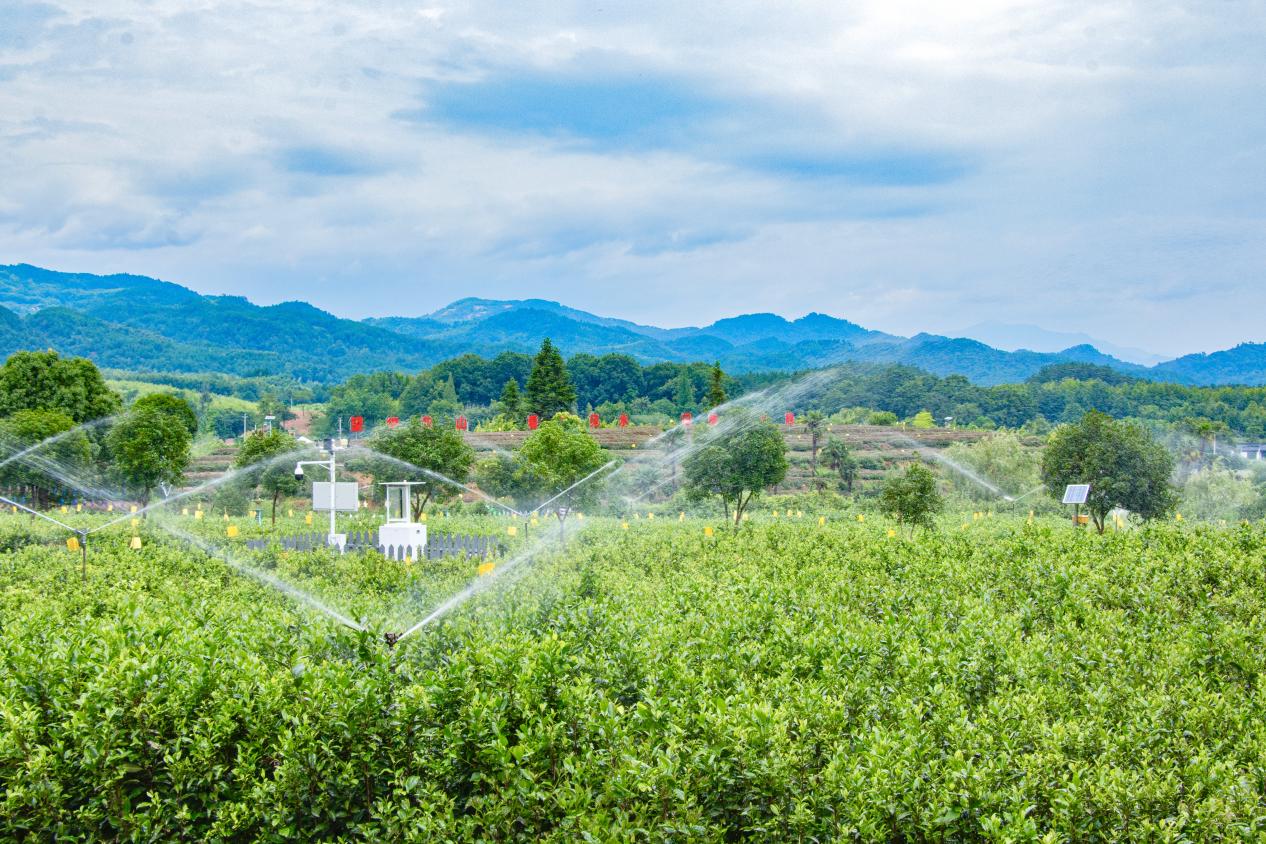 皖徽州區(qū)：科技賦能 老茶園煥發(fā)新姿彩