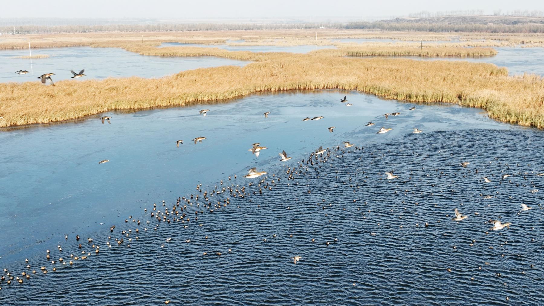 黑龍江千鶴島候鳥棲息進(jìn)入尾聲 綠頭鴨等種群明日或隨降溫遷徙