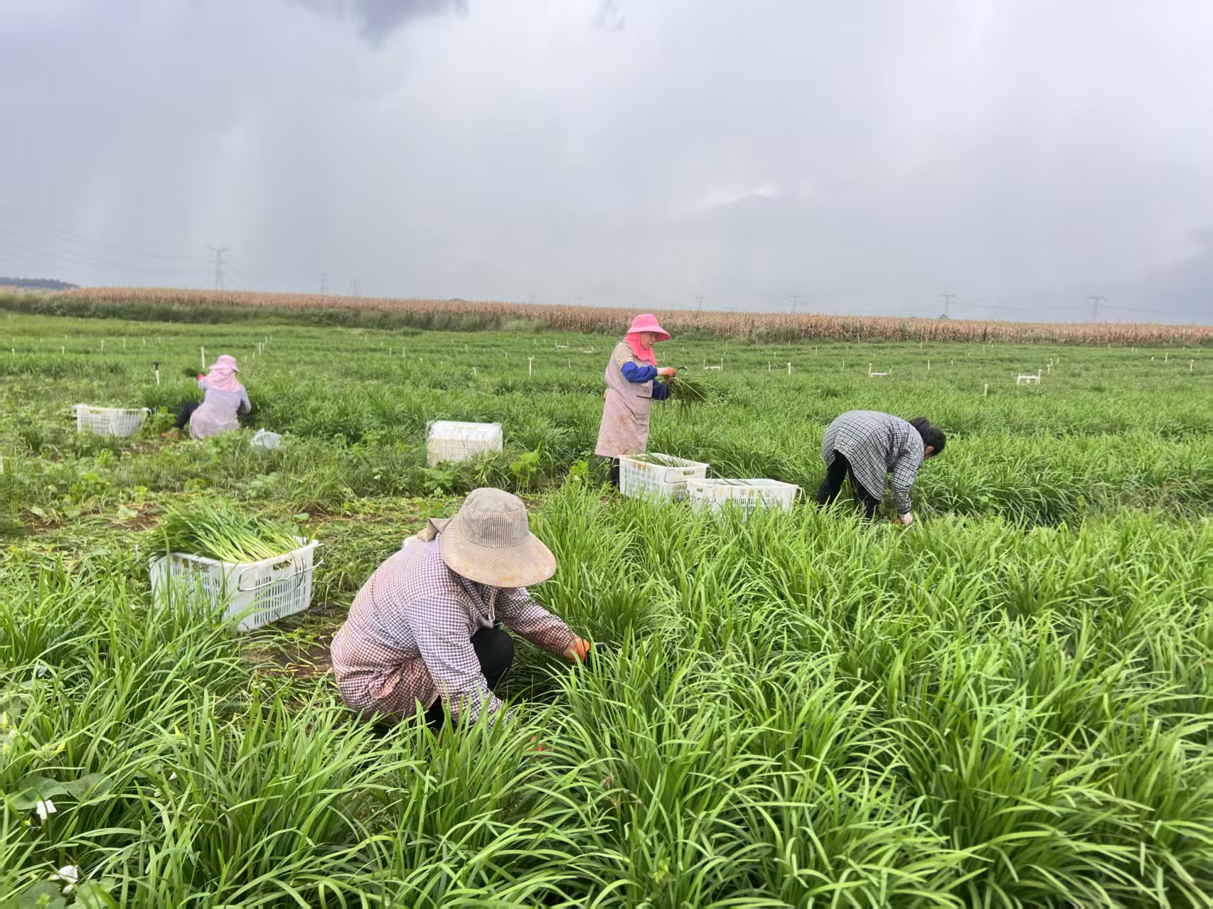 【活力中國調(diào)研行】 大灣區(qū)菜籃子-硯山 | 一株「小韭菜」種出富民大產(chǎn)業(yè)