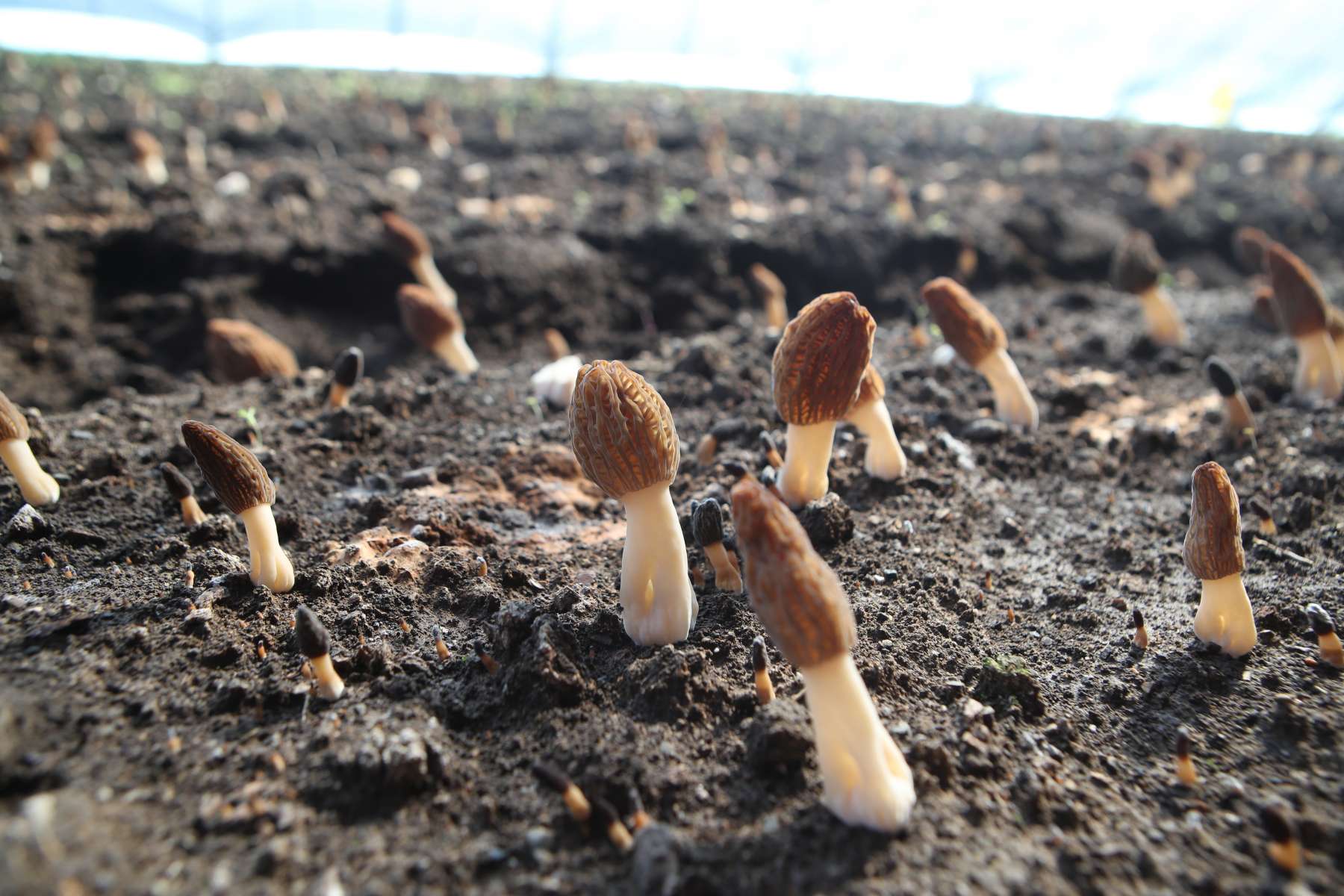 哈市香坊區(qū)：「十四五」農(nóng)業(yè)發(fā)展碩果盈枝 品牌賦能鄉(xiāng)村振興