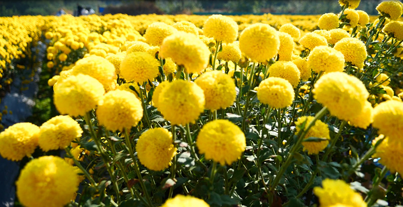 皖休寧縣：加快產(chǎn)業(yè)綠色轉(zhuǎn)型 全力推進(jìn)全面振興