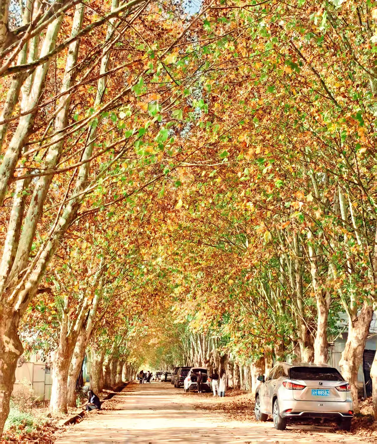 有片｜獨(dú)家美景!一起邂逅硯山的金色浪漫!