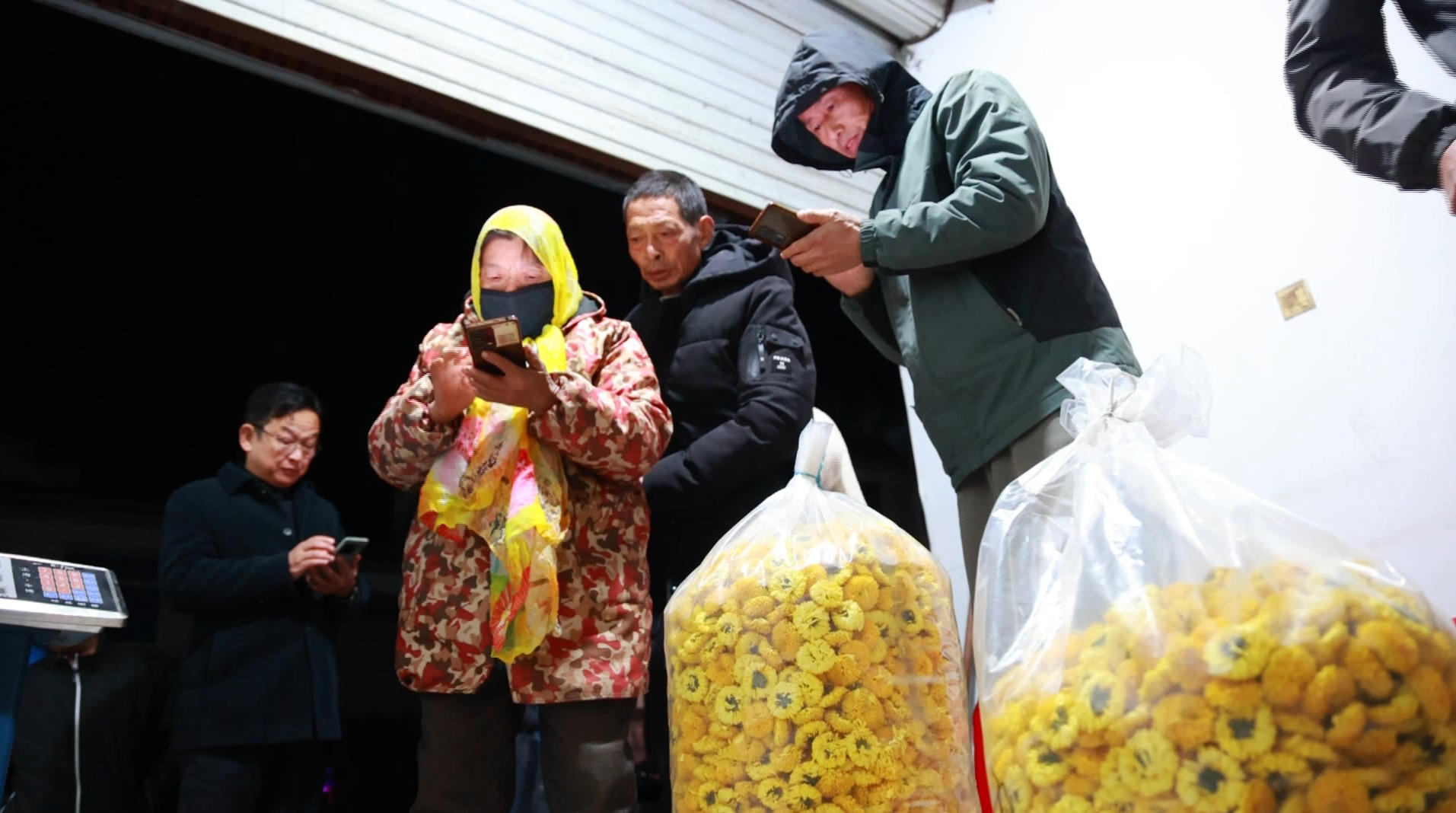 【黃山「鎮(zhèn)」能量】皖歙縣溪頭鎮(zhèn)：貢菊皇菊購(gòu)銷兩旺