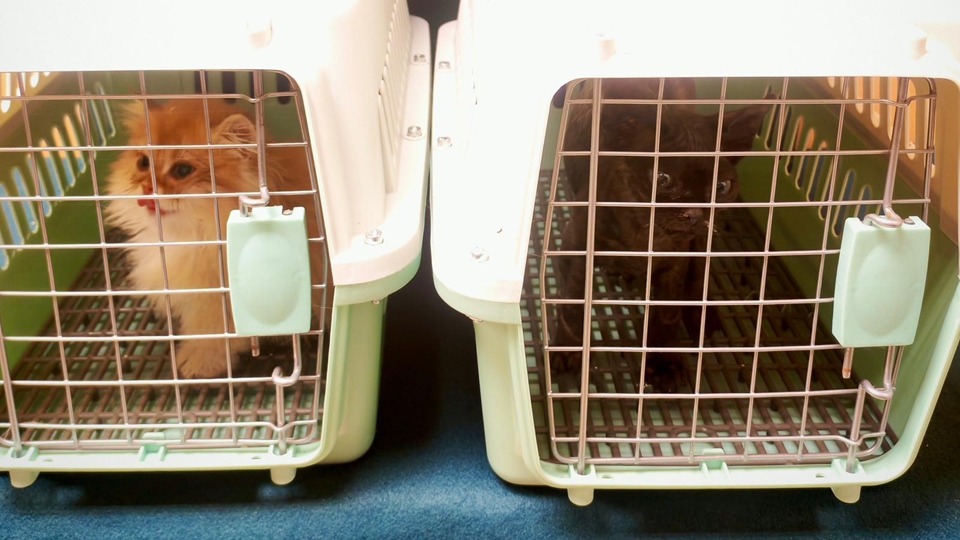 海關(guān)羅湖口岸檢獲兩隻非法進(jìn)口幼貓 拘捕六旬男