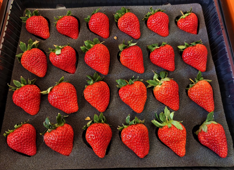 百年匠心育「莓」好丹東草莓香飄香江連世界