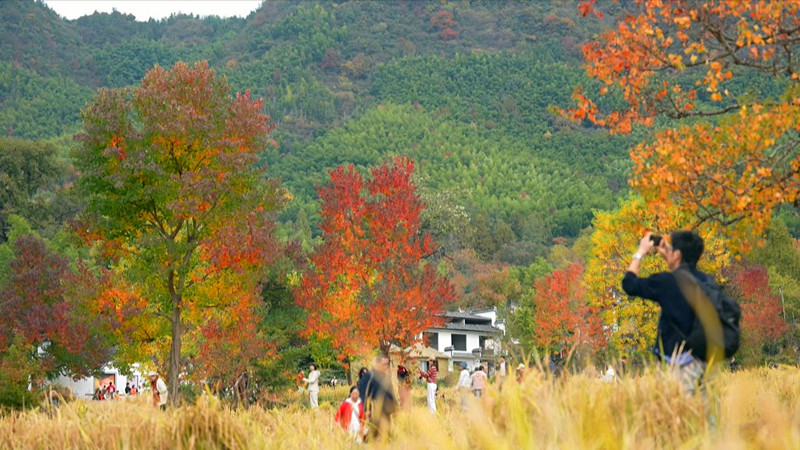 色彩療愈+文化康養(yǎng) 皖黟縣秋冬旅遊熱火帶動(dòng)消費(fèi)活力釋放