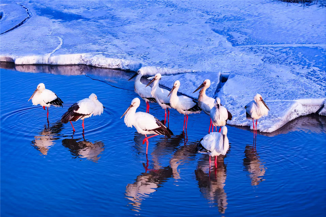 濕地為箋 飛鳥(niǎo)為證——黑龍江饒河縣用生態(tài)答卷鋪就候鳥(niǎo)平安遷徙路