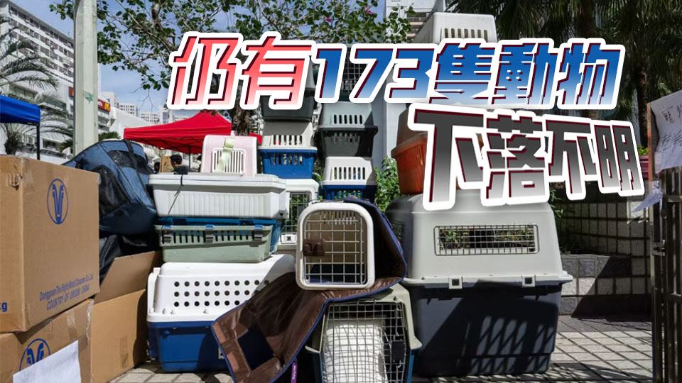 宏福苑大火｜愛協(xié)：至今累計(jì)尋獲364隻動(dòng)物 其中294隻幸存