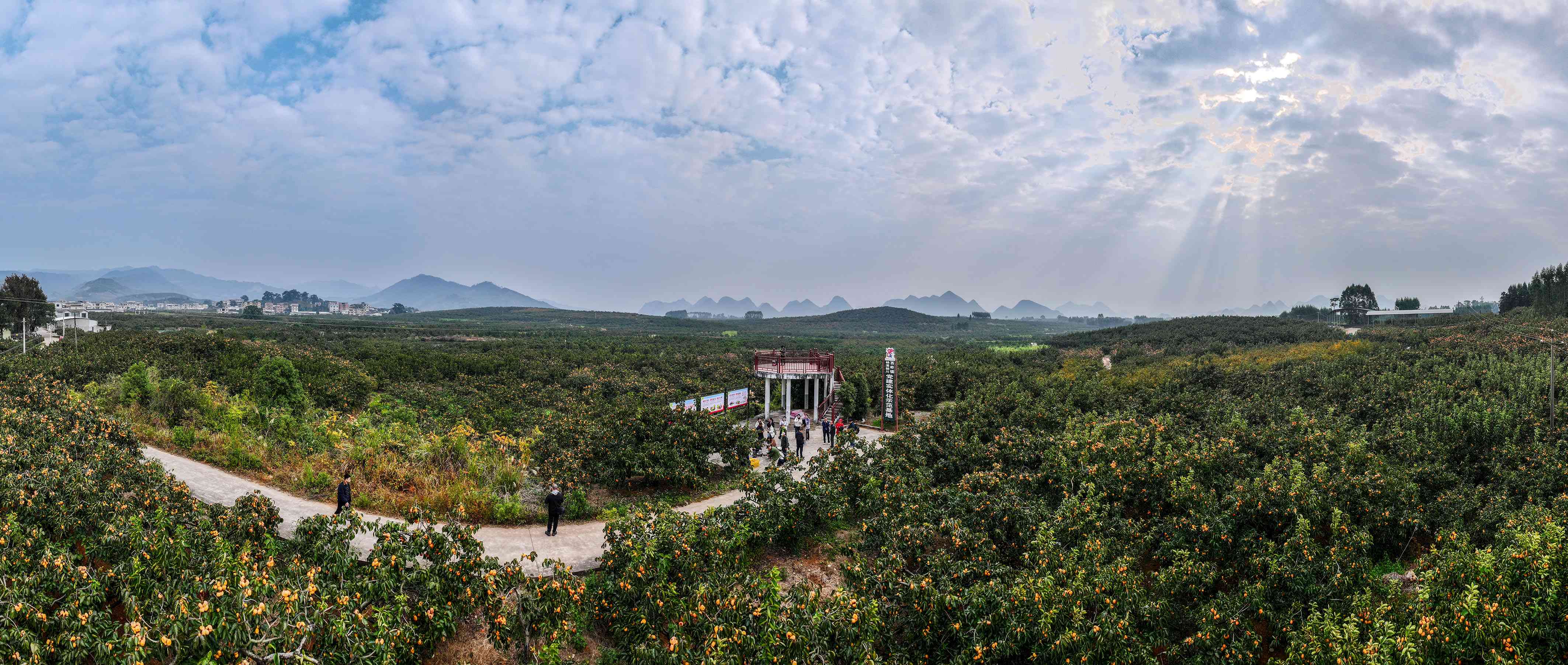 廣西恭城：千年「黃金果」鋪就生態(tài)致富路