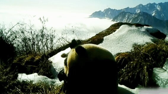 有片│四川綿竹再次拍到野生雌性大熊貓帶崽活動(dòng)影像