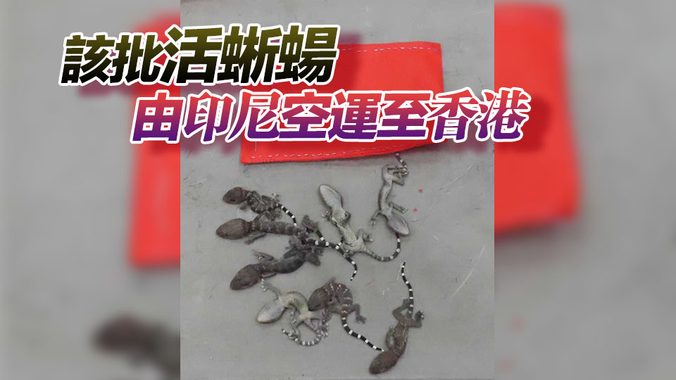 海關(guān)檢獲34隻懷疑受管制瀕危物種活蜥蜴 市值2.04萬元