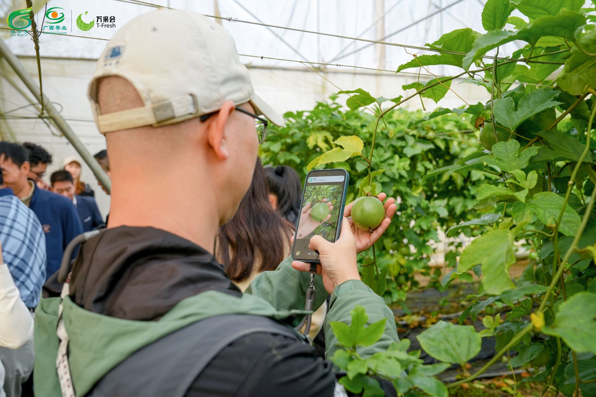 廣西沉浸式溯源產銷對接助「桂果」暢銷全國
