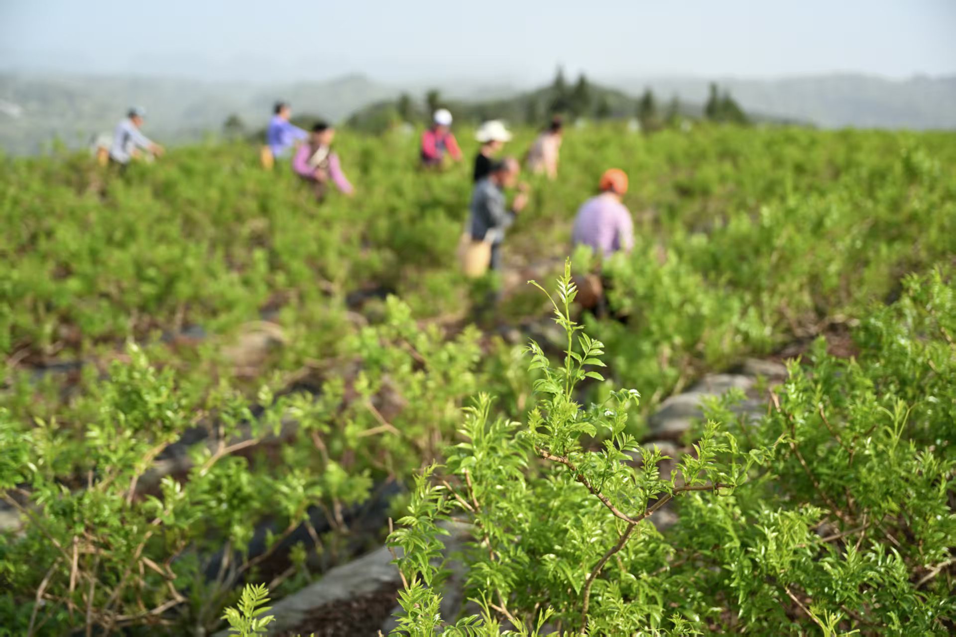來鳳藤茶：從山間野蔓到富民「金藤」的蝶變
