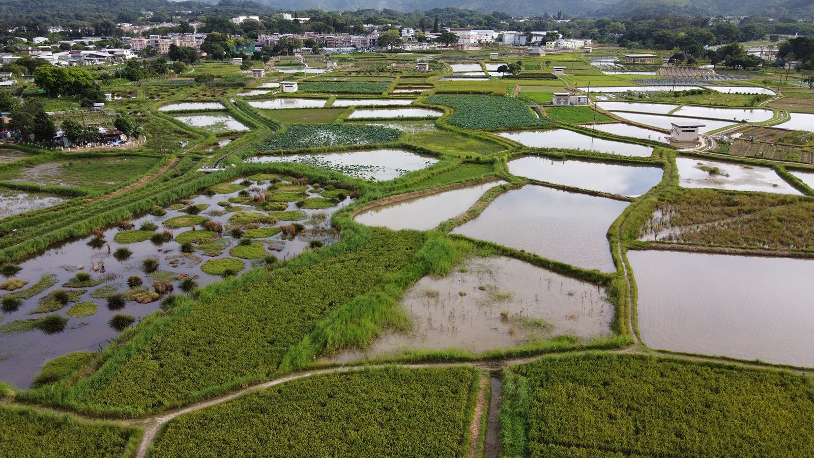 NbS+社區(qū)建設(shè)：助力北都城鄉(xiāng)融合發(fā)展 重塑香港城市競爭優(yōu)勢