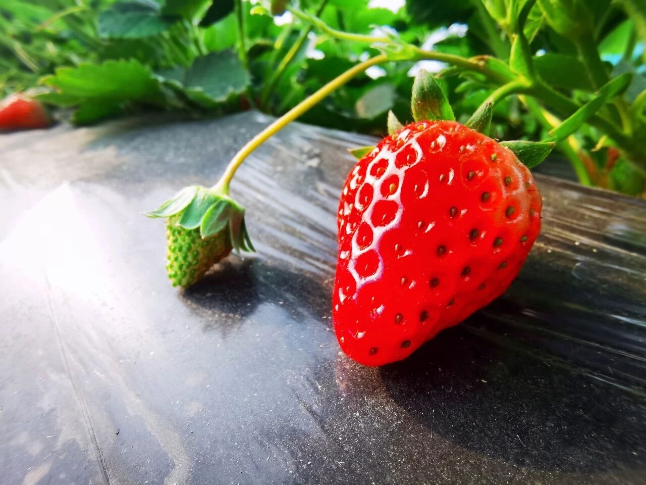 皖巢湖：頭茬草莓搶鮮上市 冬日甜蜜提前開(kāi)啟