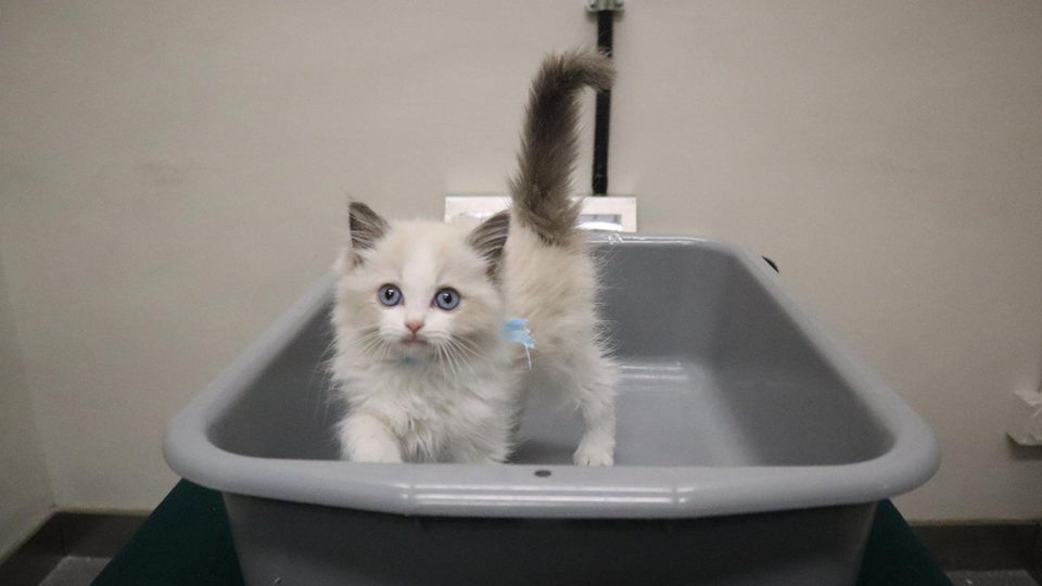 海關(guān)文錦渡管制站檢獲非法進口幼貓 拘捕39歲男子