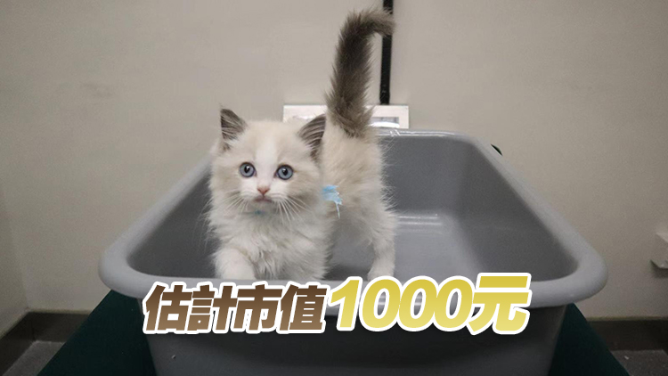 海關(guān)文錦渡管制站檢獲非法進(jìn)口幼貓 拘捕39歲男子