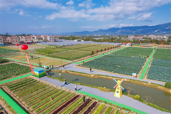翔安區(qū)的農田航拍 許秋珩攝影.jpg