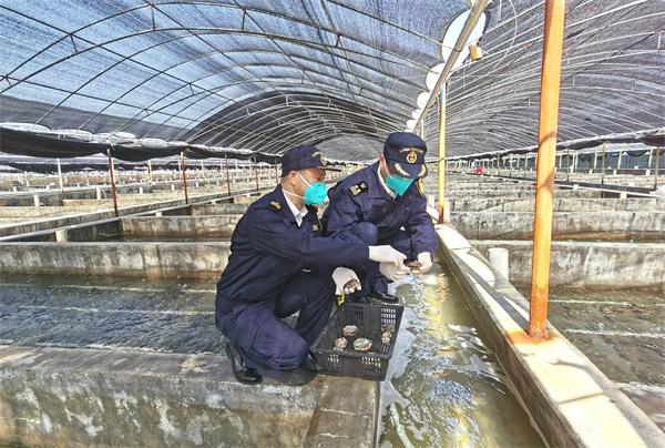 圖2:揭陽海關(guān)關(guān)員到出口鮑魚養(yǎng)殖基地進(jìn)行日常監(jiān)管(胡永 攝).jpg