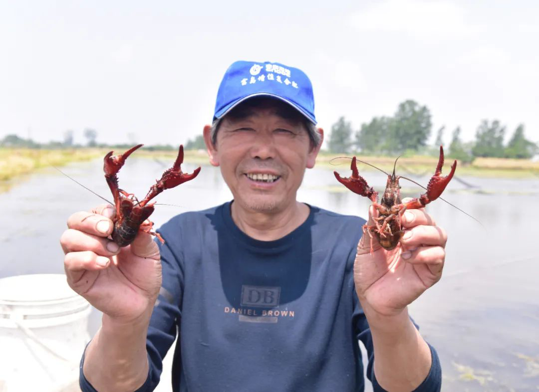 3.安徽「巢湖產(chǎn)」小龍蝦全面上市.png