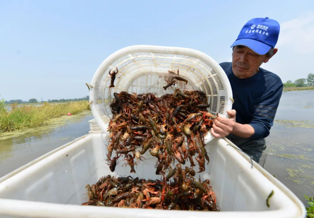 2.安徽「巢湖產(chǎn)」小龍蝦全面上市.png