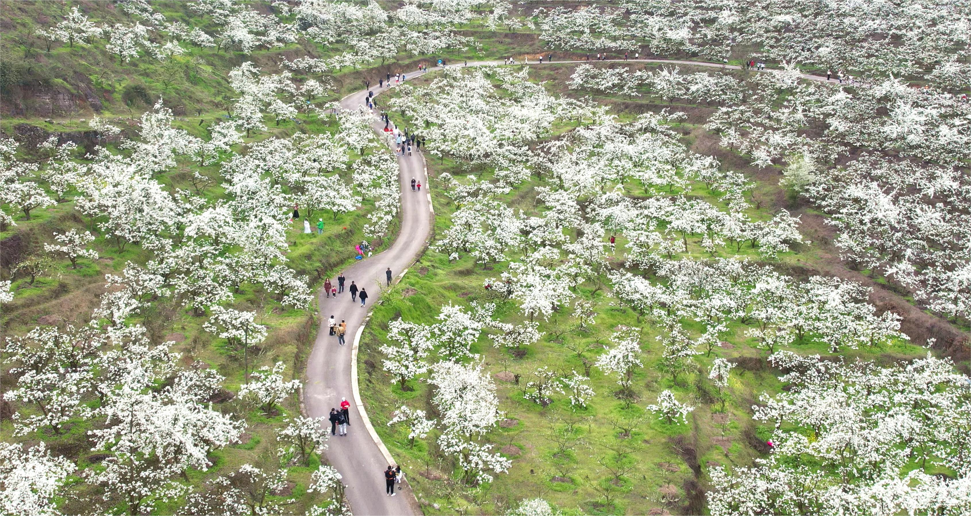 鎮(zhèn)遠(yuǎn)縣柏楊坪生態(tài)農(nóng)業(yè)觀光園千畝梨花盛開，迎來眾多游客。（雷晟 攝）.jpg