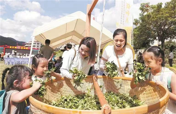 在安溪縣城廂鎮(zhèn)經(jīng)兜村孩子們感受安溪鐵觀音茶青的氣息  張九強 高慧子 攝.jpg
