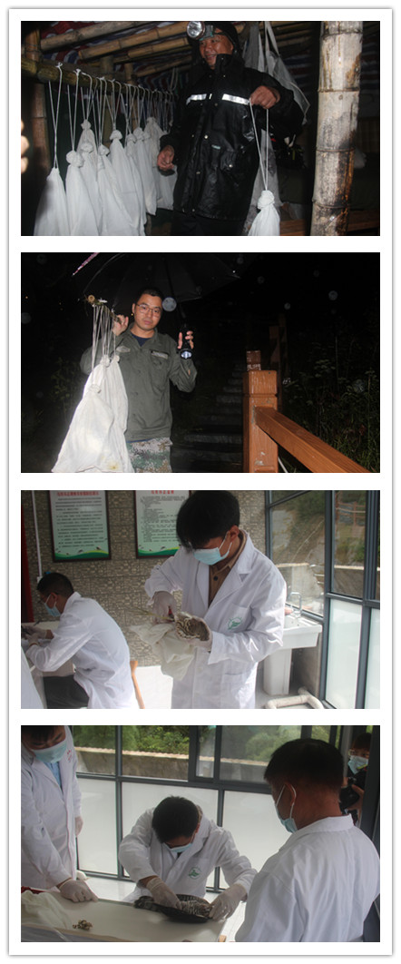 圖三 環(huán)志志愿者深夜捕鳥，第二天上午給鳥環(huán)志.jpg