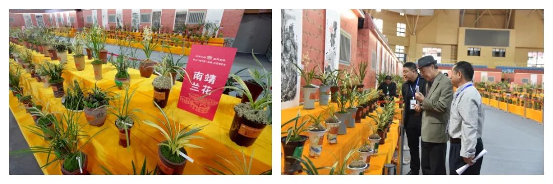 圖3 蘭花博覽會(huì)展覽.jpg