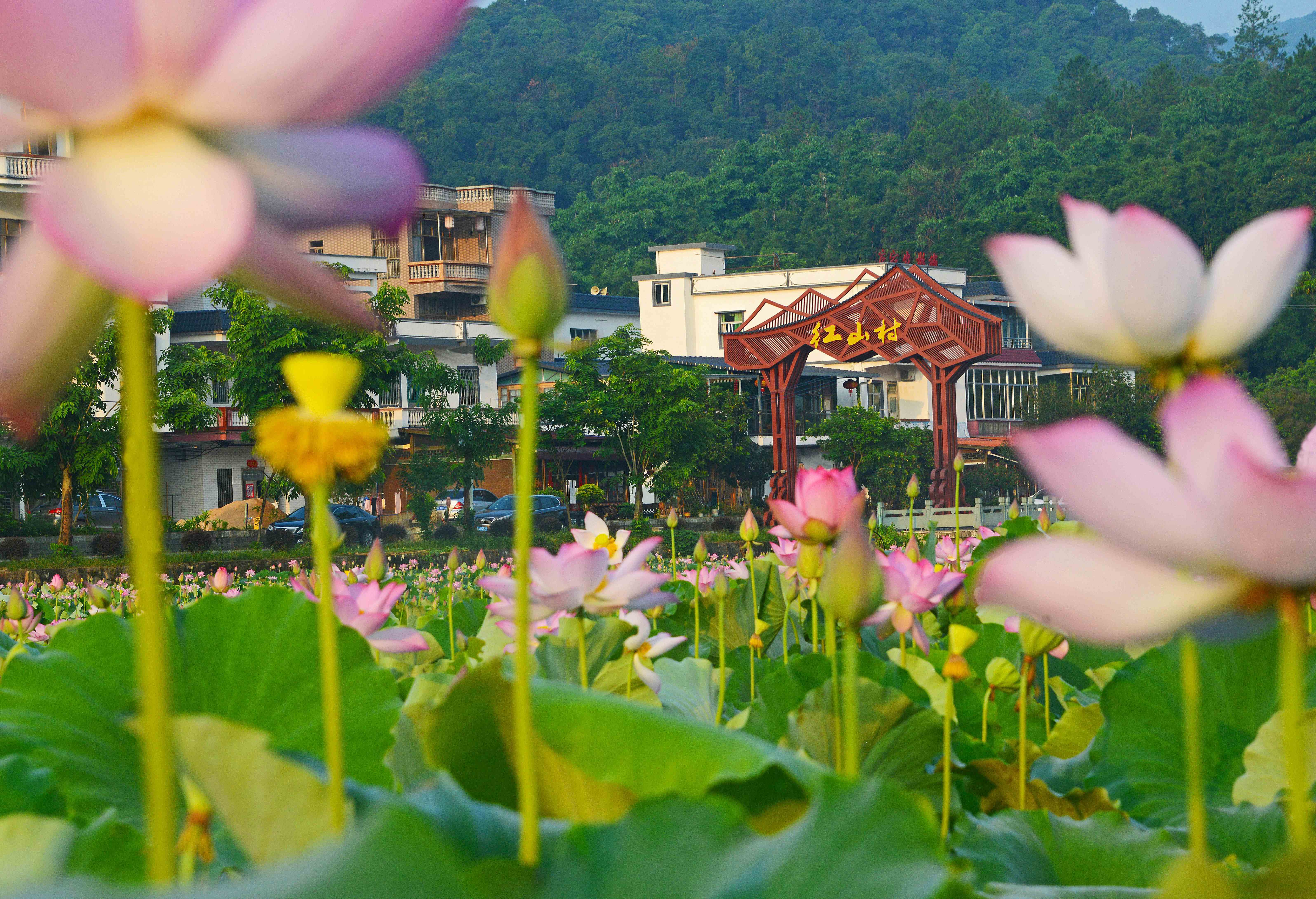 圖4、荷香紅山村 李八一攝.jpg