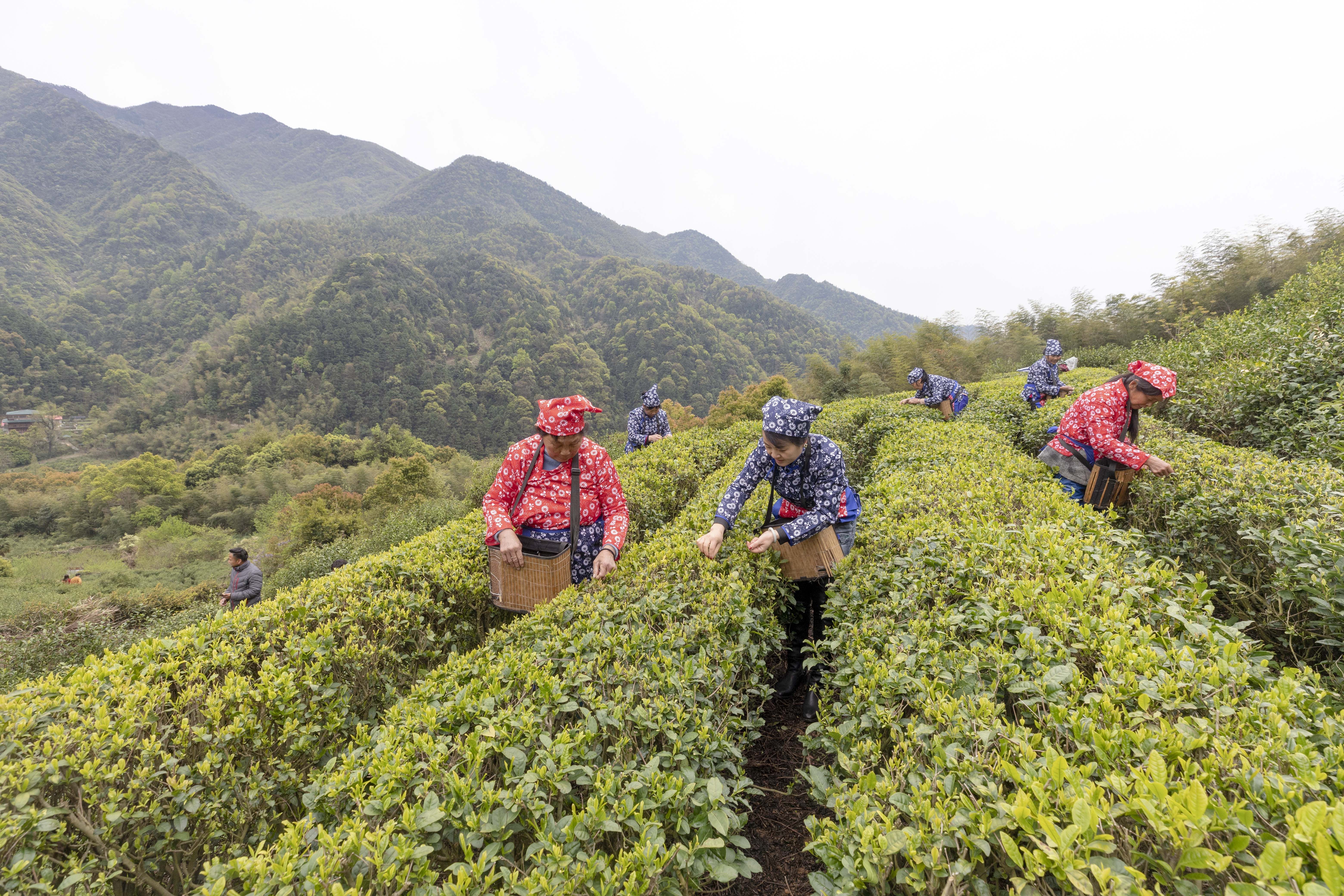 圖四 廬山云霧茶春茶開采.jpg