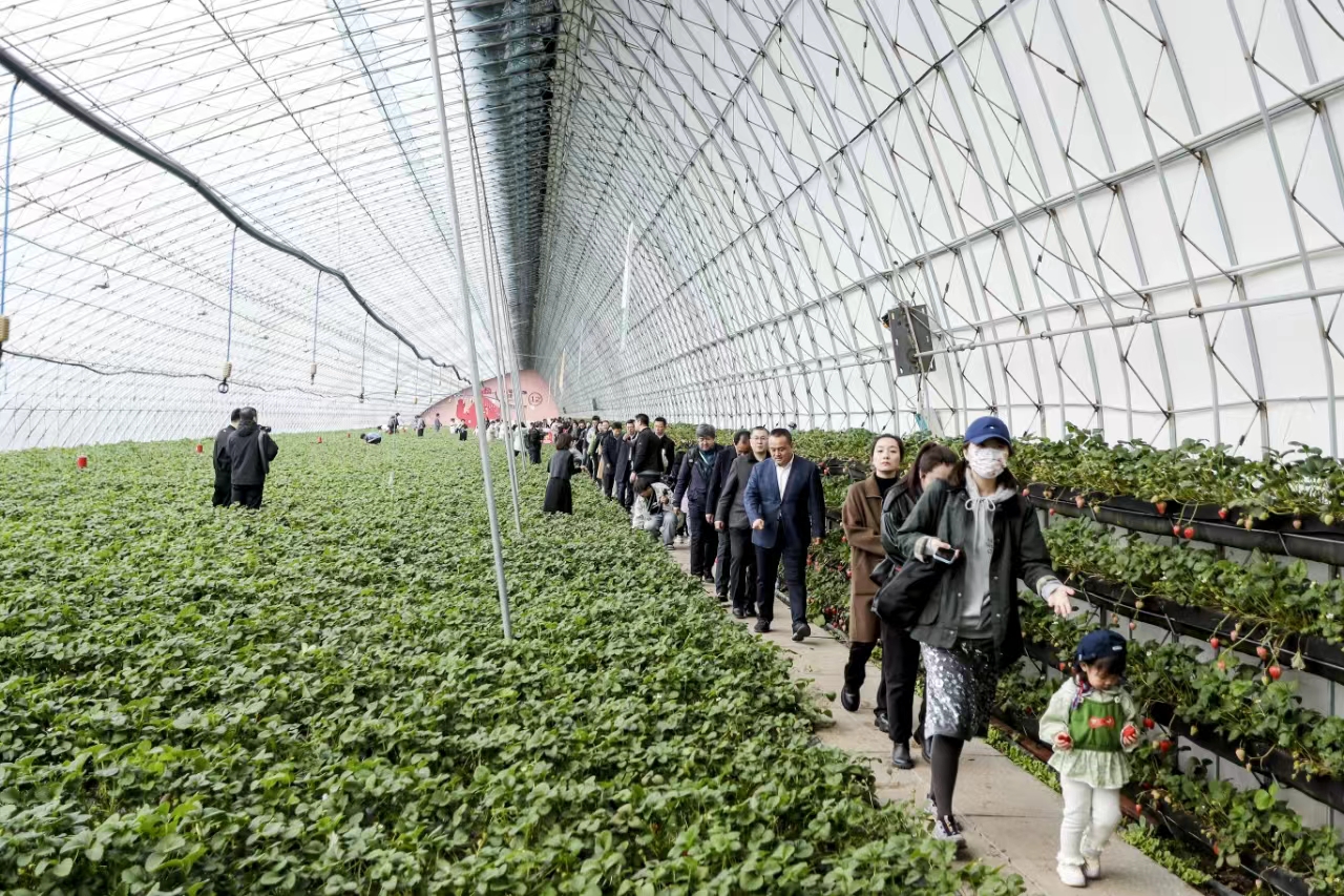 採(cǎi)摘園內(nèi)游人如織 田家欣 攝影.jpg