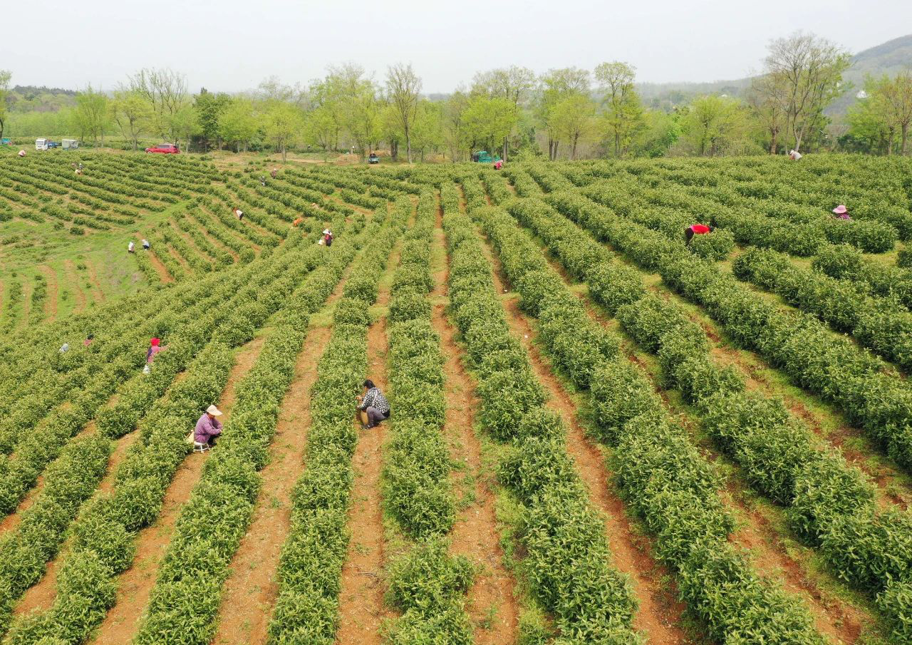2.安徽巢湖：春茶全面開採.png