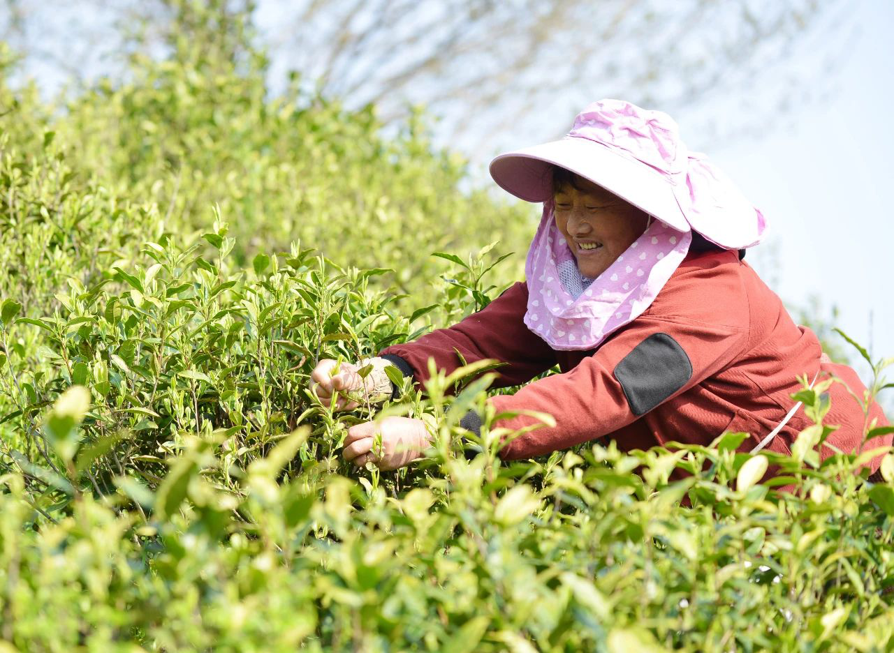 3.安徽巢湖：春茶全面開採 (1).png