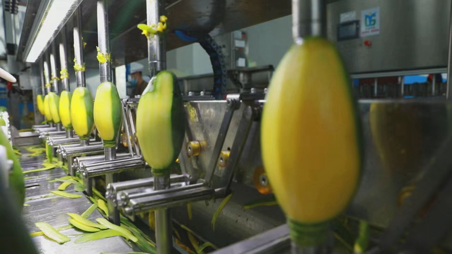 3、芒果加工。黃尚展 攝_編輯.jpg