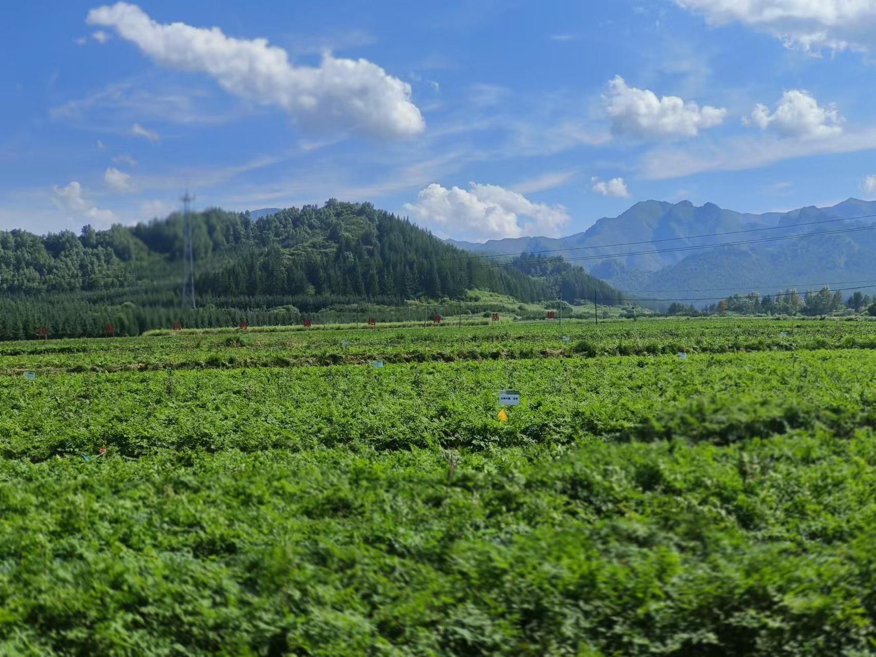 渭源縣會川鎮(zhèn)有機(jī)藥源基地.jpg