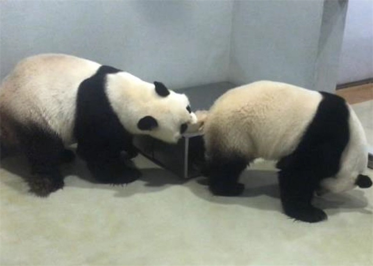 樂樂（左）和盈盈（右）交配。資料圖.jpg