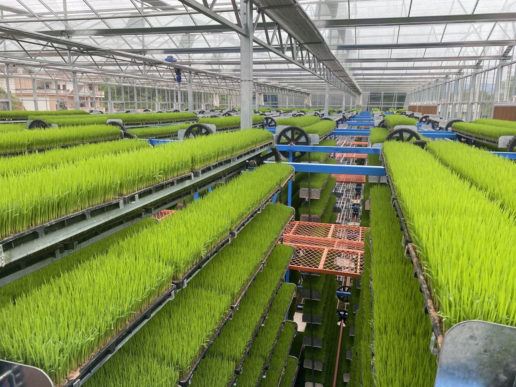配圖3：育秧中心工廠化育秧.jpg