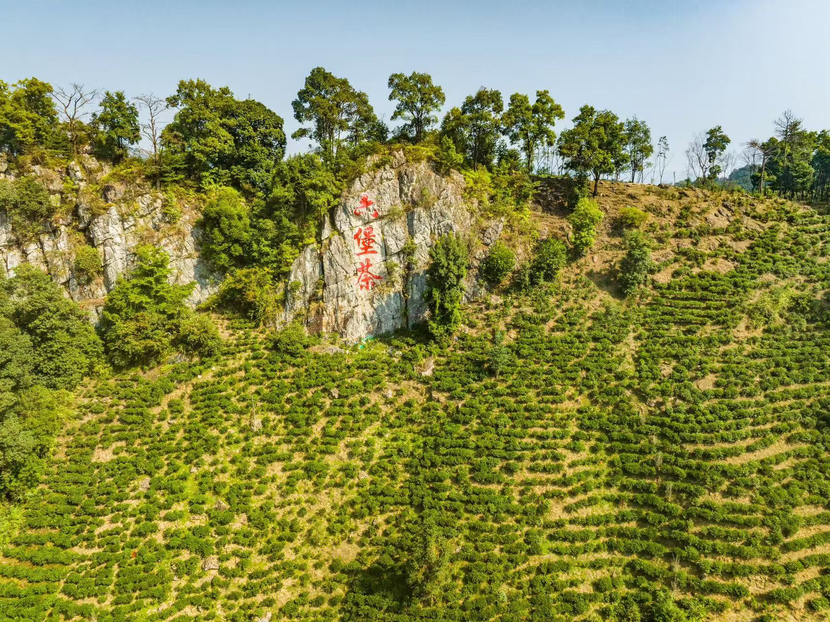 3。滿目青翠的六堡茶山（劉崢 攝）.jpg