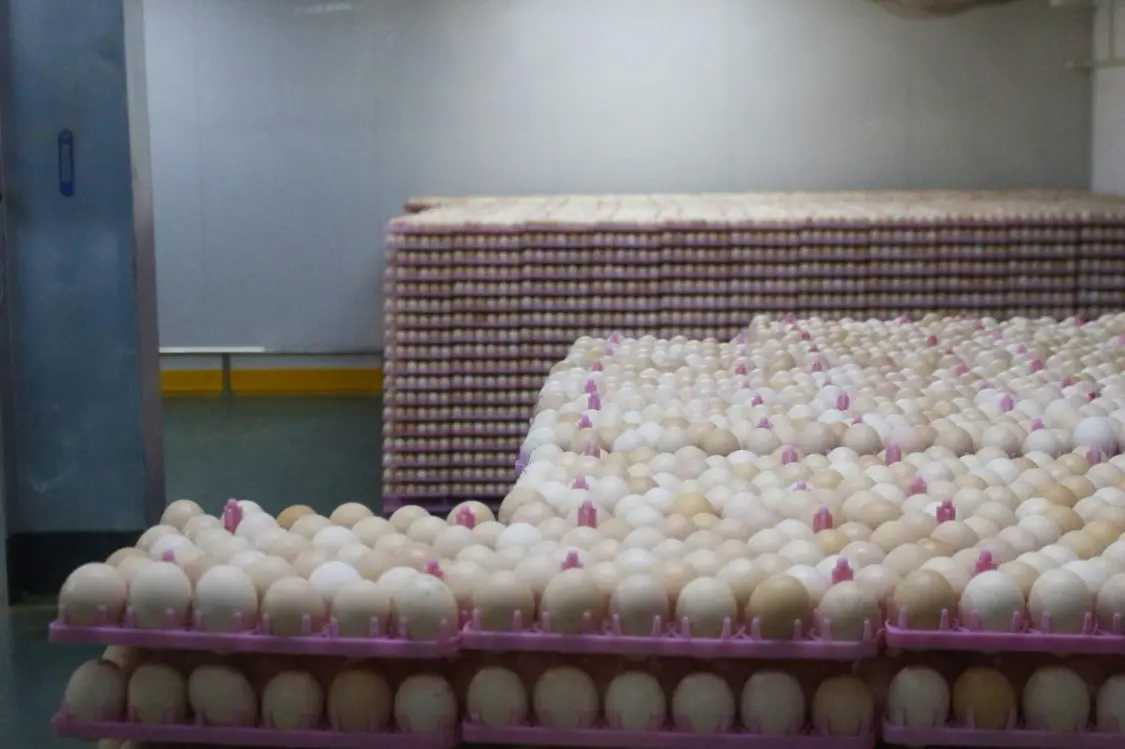 圖說二:種蛋正在庫房存放 將被送進(jìn)孵化室孵化.jpg