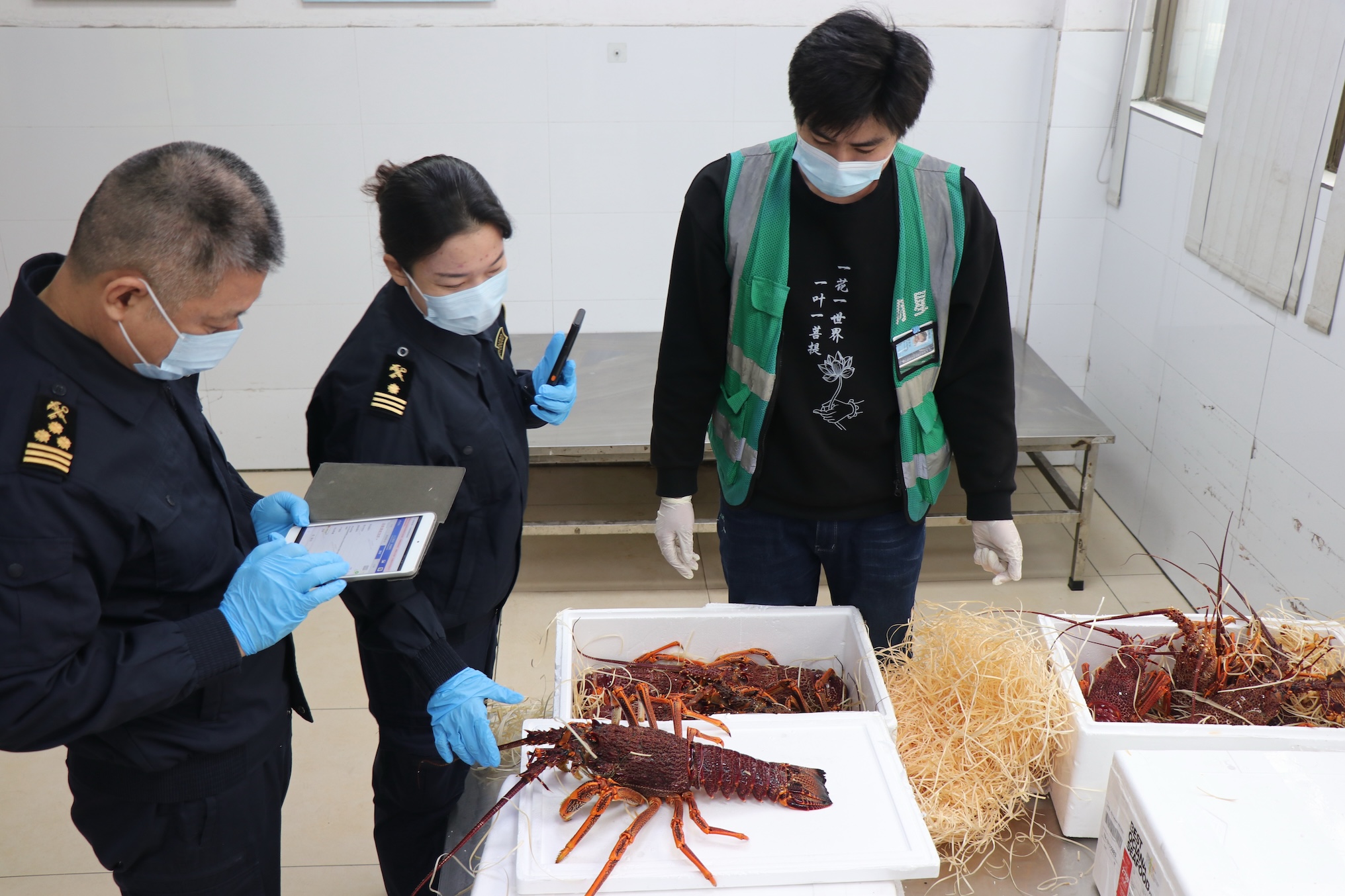 2.圖為：廣州海關(guān)所屬?gòu)V州白雲(yún)機(jī)場(chǎng)海關(guān)關(guān)員對(duì)進(jìn)口巖龍蝦進(jìn)行監(jiān)管2（唐希賢攝）.jpg
