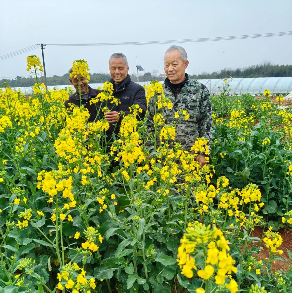 4：萬年縣的科技人員在觀察油菜的長勢(shì).jpg