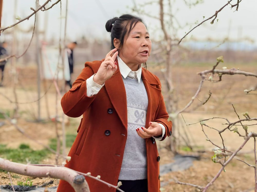 林秋芳興奮地指著新發(fā)的蘋果芽說，成熟後一個蘋果能賣30元。.jpg