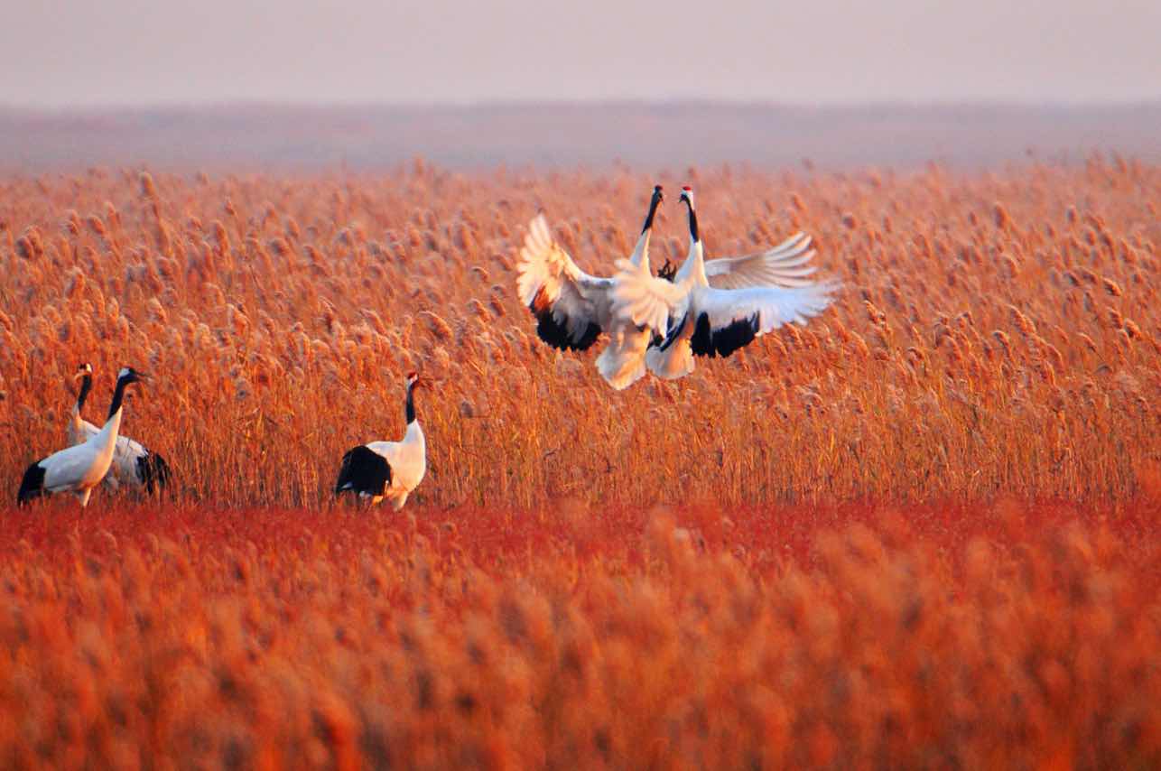 圖一：丹頂鶴濕地生態(tài)旅遊區(qū).jpg